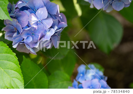 紫の紫陽花の花 紫の紫陽花の花 78534840