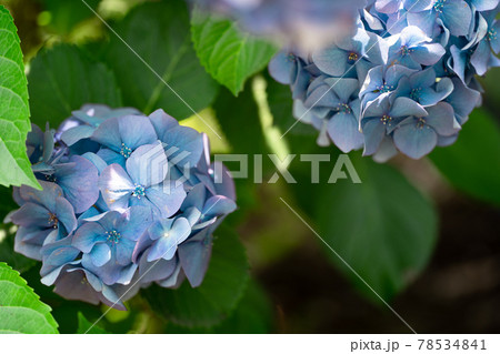 紫陽花の花 紫陽花の花 78534841