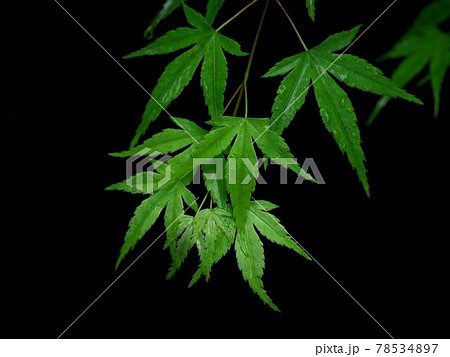 京都の青紅葉 『和風イメージ』(京都) 78534897