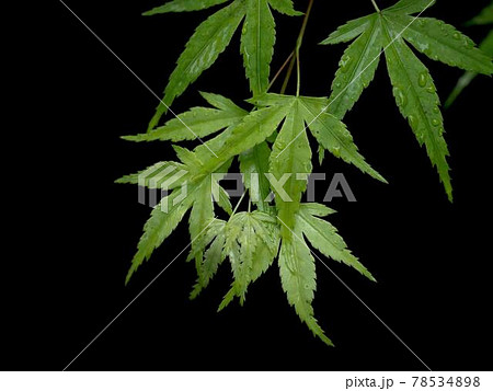 青紅葉と雫 『和風イメージ』(京都) 78534898