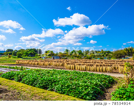 稲架(はさ)掛けのある風景 稲架(はさ)掛けのある風景 78534914