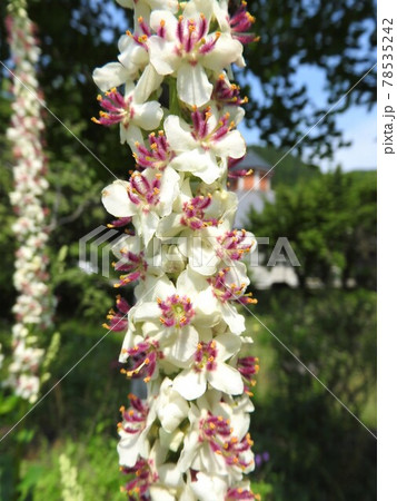 ヨーロッパ、北アフリカ等原産の帰化植物「シロバナモウズイカ」の花 78535242