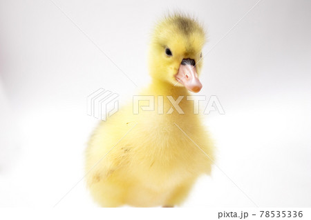 Portrait of a cute little duckling on white background Portrait of a cute little duckling on white background 78535336