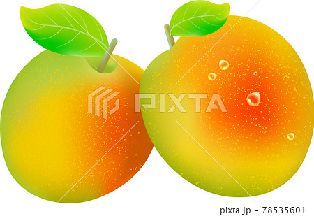 梅の実のイラスト素材 梅の実のイラスト素材