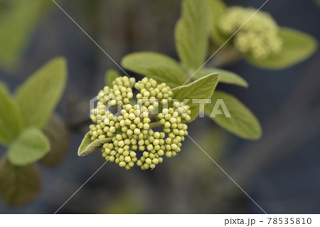Viburnum Alleghany Viburnum Alleghany 78535810