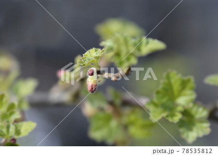 European gooseberry European gooseberry 78535812