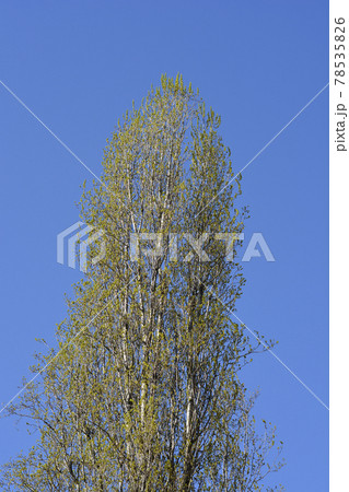 Lombardy poplar Lombardy poplar 78535826