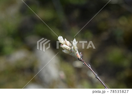 Snowy mespilus Snowy mespilus 78535827