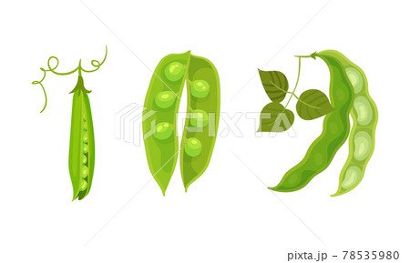 Grain Legume or Pulse Crop with Pod and Beans Vector Set 78535980