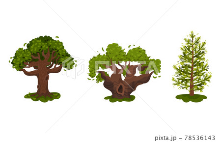 Different Trees as Perennial Plant with Trunk, Branches and Leaves Vector Set 78536143