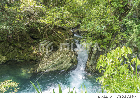 ”出合滝”付近【河津七滝】／静岡県賀茂郡河津町【伊豆半島ジオパーク・富士箱根伊豆国立公園】 78537367