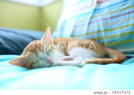 small cat sleeping, catnap 78537372