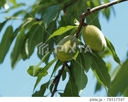 アーモンドの未熟果 78537597