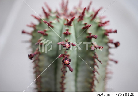 多肉植物 ホリダの花 ユーフォルビア の写真素材