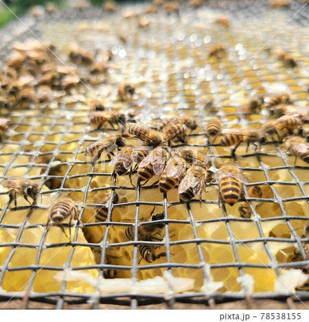 巣蜜　はちみつ　ミツバチ　はちみつ採取 78538155