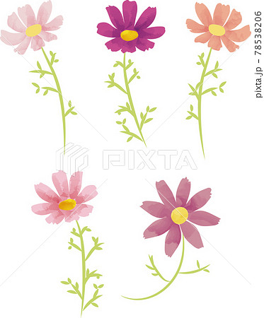 コスモス 秋の花の水彩風手描きイラストセットのイラスト素材