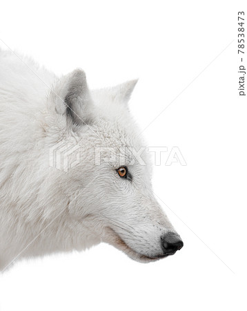 profile portrait of an arctic wolf isolated on white background profile portrait of an arctic wolf isolated on white background 78538473
