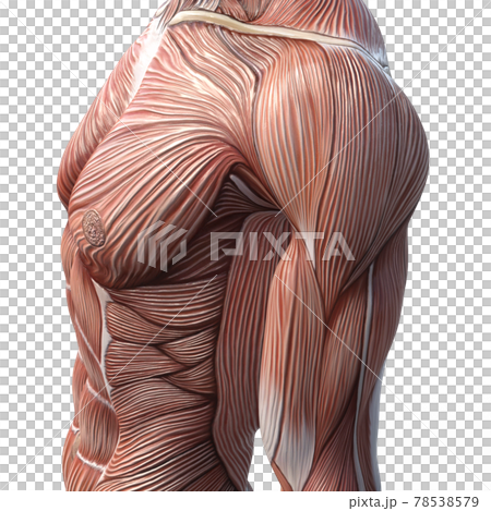 male arm muscle anatomy