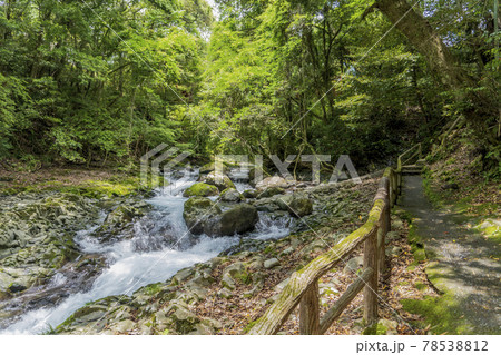 河津川と遊歩道【河津七滝】/静岡県賀茂郡河津町【伊豆半島ジオパーク・富士箱根伊豆国立公園】 河津川と遊歩道【河津七滝】/静岡県賀茂郡河津町【伊豆半島ジオパーク・富士箱根伊豆国立公園】 78538812
