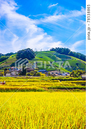 宇治茶の郷の秋 78538865