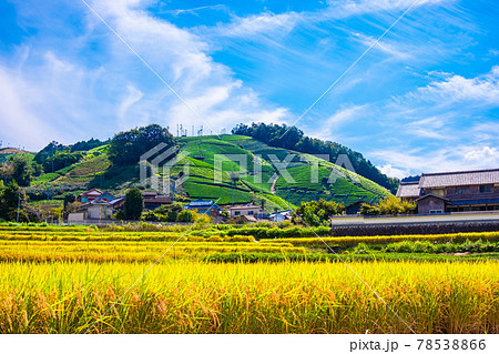 宇治茶の郷の秋 78538866