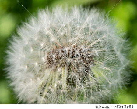 タンポポの綿毛の細部をズーム タンポポの綿毛の細部をズーム 78538881