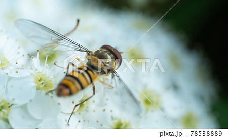 コデマリに止まったホソヒラタアブ 78538889
