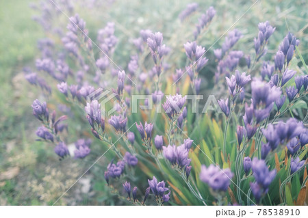 淡い光に照らされたバビアナの花畑 78538910