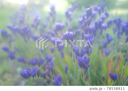 淡い光に照らされたバビアナの花畑 78538911