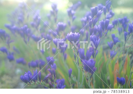 淡い光に照らされたバビアナの花畑 78538913