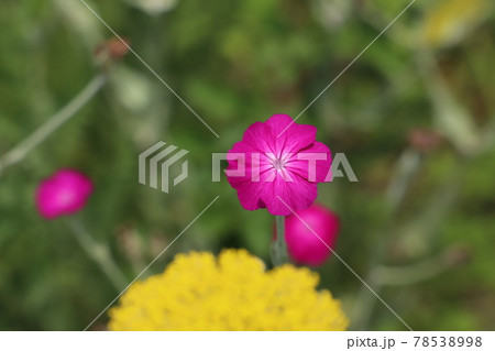 初夏の公園に咲くキバナノコギリソウの黄色い花とスイセンノウのピンクの花 78538998