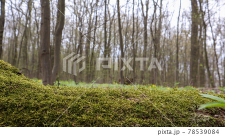 Moss forest. Close-up of a fallen tree trunk in the forest. Dead tree in the forest covered with green moss. Mountain forest with trees. Warm sun rays illuminate the plants. Moss forest. Close-up of a fallen tree trunk in the forest. Dead tree in the forest covered with green moss. Mountain forest with trees. Warm sun rays illuminate the plants. 78539084