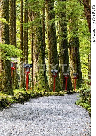 貴船神社の奥宮への参道（京都府京都市左京区） 78539085