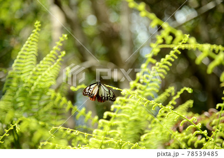 羽を休めるアサギマダラ 78539485