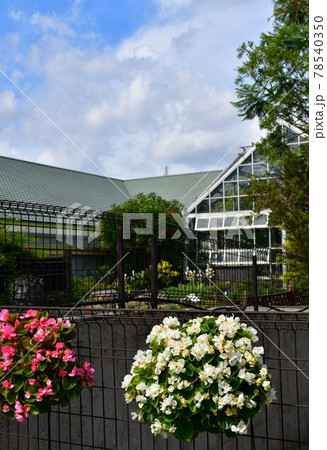 ガーデニング　初夏の温室 78540350