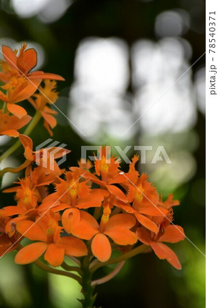 ガーデニング　初夏の温室 78540371