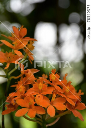 ガーデニング　初夏の温室 78540373