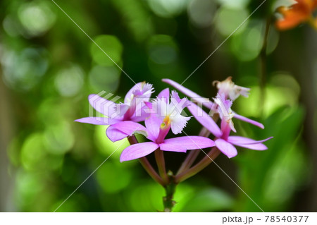 ガーデニング　初夏の温室 78540377