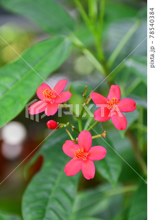 ガーデニング　初夏の温室 78540384