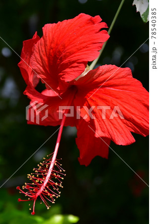 ガーデニング　初夏の温室 78540385