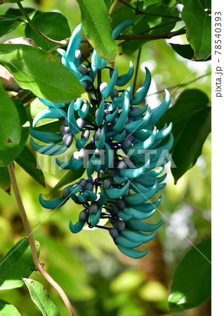 ガーデニング　初夏の温室 78540393