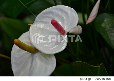 ガーデニング　初夏の温室 78540406