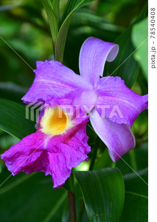 ガーデニング　初夏の温室 78540408