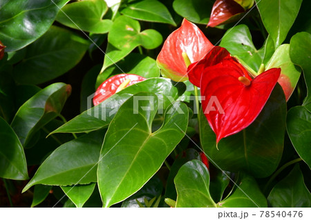 ガーデニング　初夏の温室 78540476