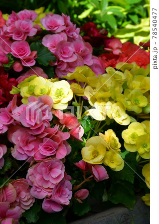 ガーデニング　初夏の温室 78540477