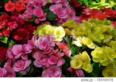 ガーデニング　初夏の温室 78540478