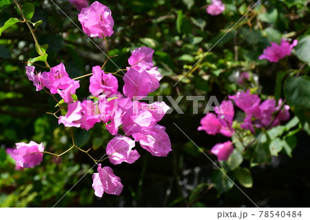 ガーデニング 初夏の温室 ガーデニング 初夏の温室 78540484