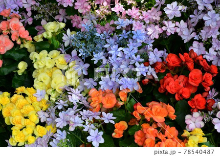 ガーデニング　初夏の温室 78540487