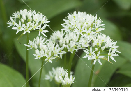 Allium ursinum flowering plants 78540516