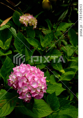 アジサイの花 アジサイの花 78540643